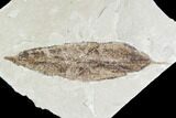 Fossil Leaf (Allophylus)- Green River Formation, Utah #110345-1